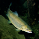 Illustration for article titled Trout Behavior Shows Why A Stagnating Hierarchy is Good For Everyone
